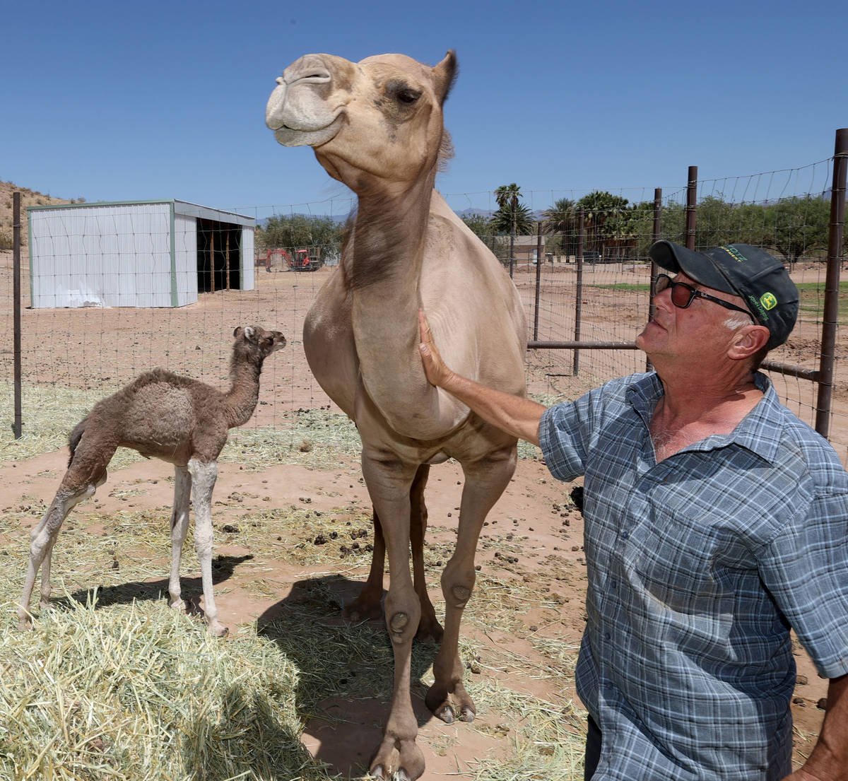 Baby camel Darlene, who was born Friday, June 26, roams at Camel Safari in Bunkerville as owner ...