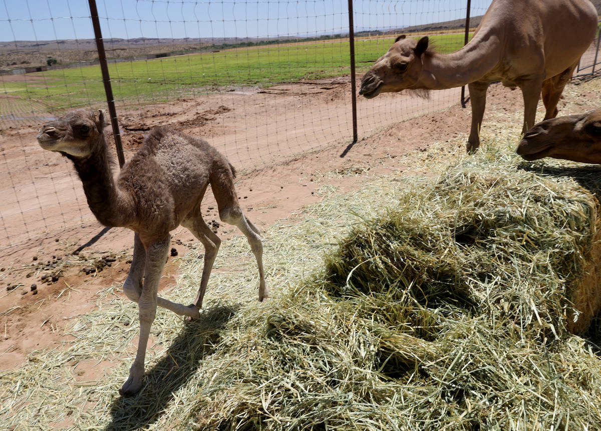 Baby camel Darlene, who was born Friday, June 26, roams Camel Safari in Bunkerville Tuesday, Ju ...