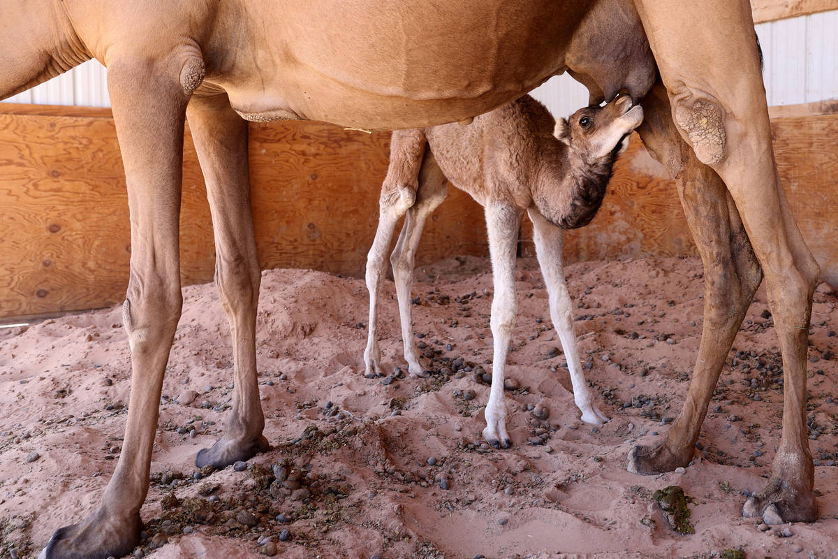 Baby camel Darlene, who was born Friday, June 26, nurses with her mother Pebbles at Camel Safar ...