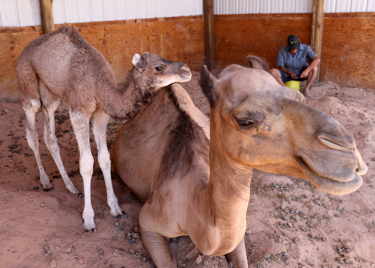 Baby camel Darlene, who was born Friday, June 26, snuggles with her mother Pebbles at Camel Saf ...