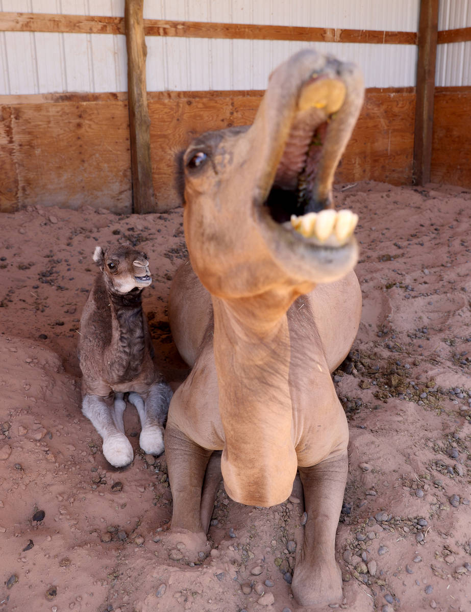 Baby camel Darlene, who was born Friday, June 26, snuggles with her mother Pebbles at Camel Saf ...