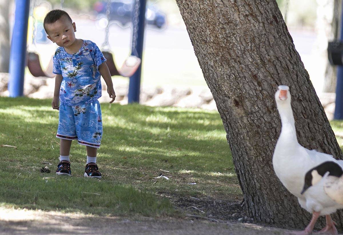 Darren Li, 2, takes a closer look at geese as they walk past him at Sunset Park on Wednesday, J ...