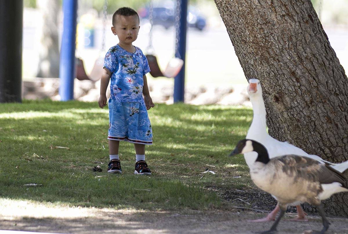 Darren Li, 2, watches as geese walk past him at Sunset Park on Wednesday, July 8, 2020, in Las ...