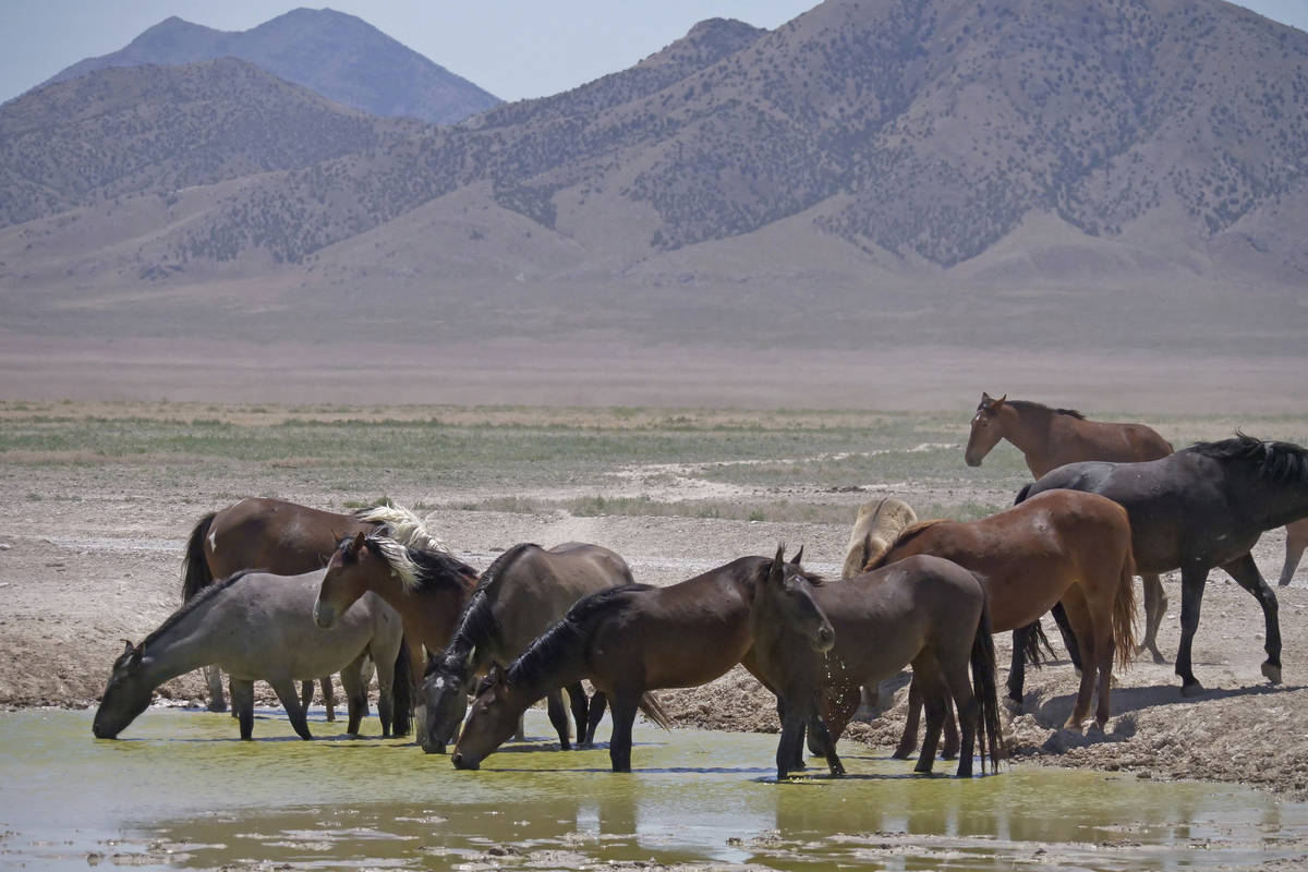 FILE - In this June 29, 2018 file photo, wild horses drink from a watering hole outside Salt La ...