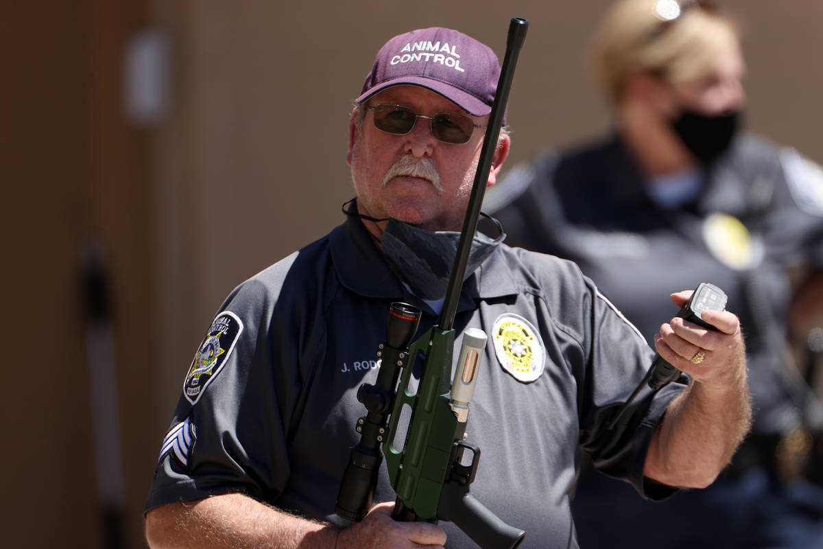 An animal control officer responds to a mountain lion sighting at The Paseos community near Alt ...