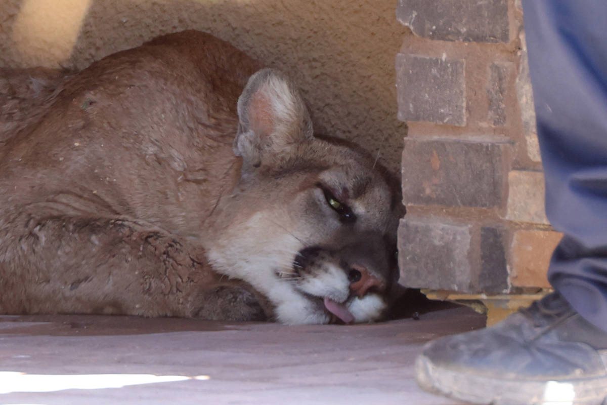 A mountain lion lays on the ground after getting tranquilized at The Paseos community near Alta ...