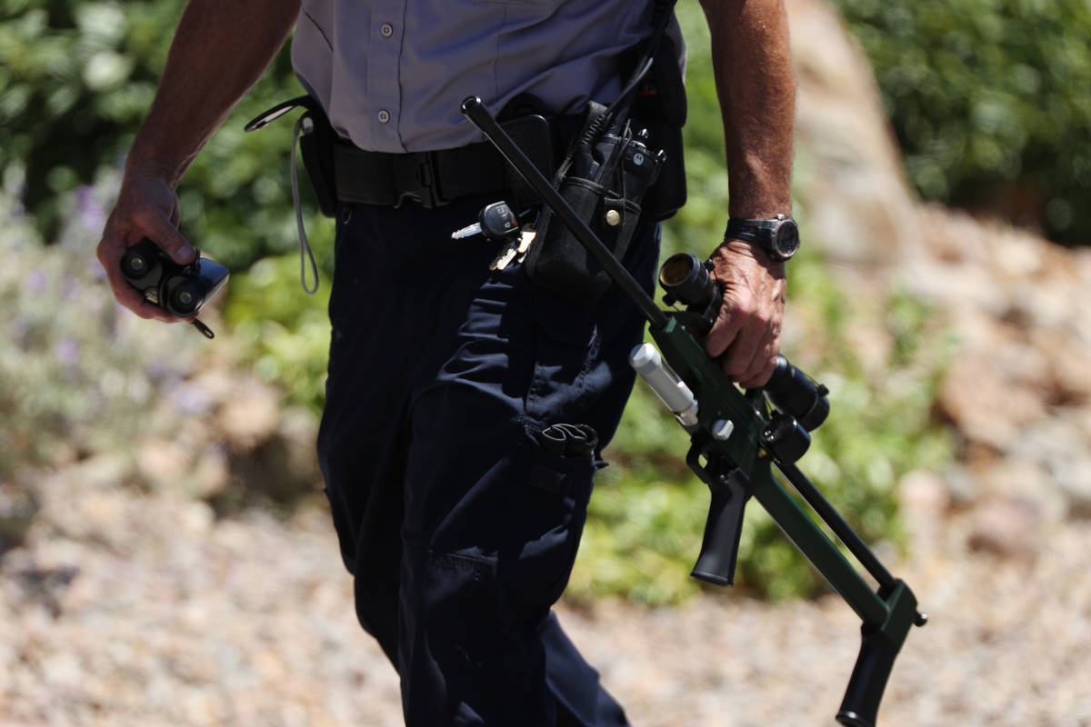 An officer carries a tranquilizer gun while responding to a mountain lion sighting at The Paseo ...