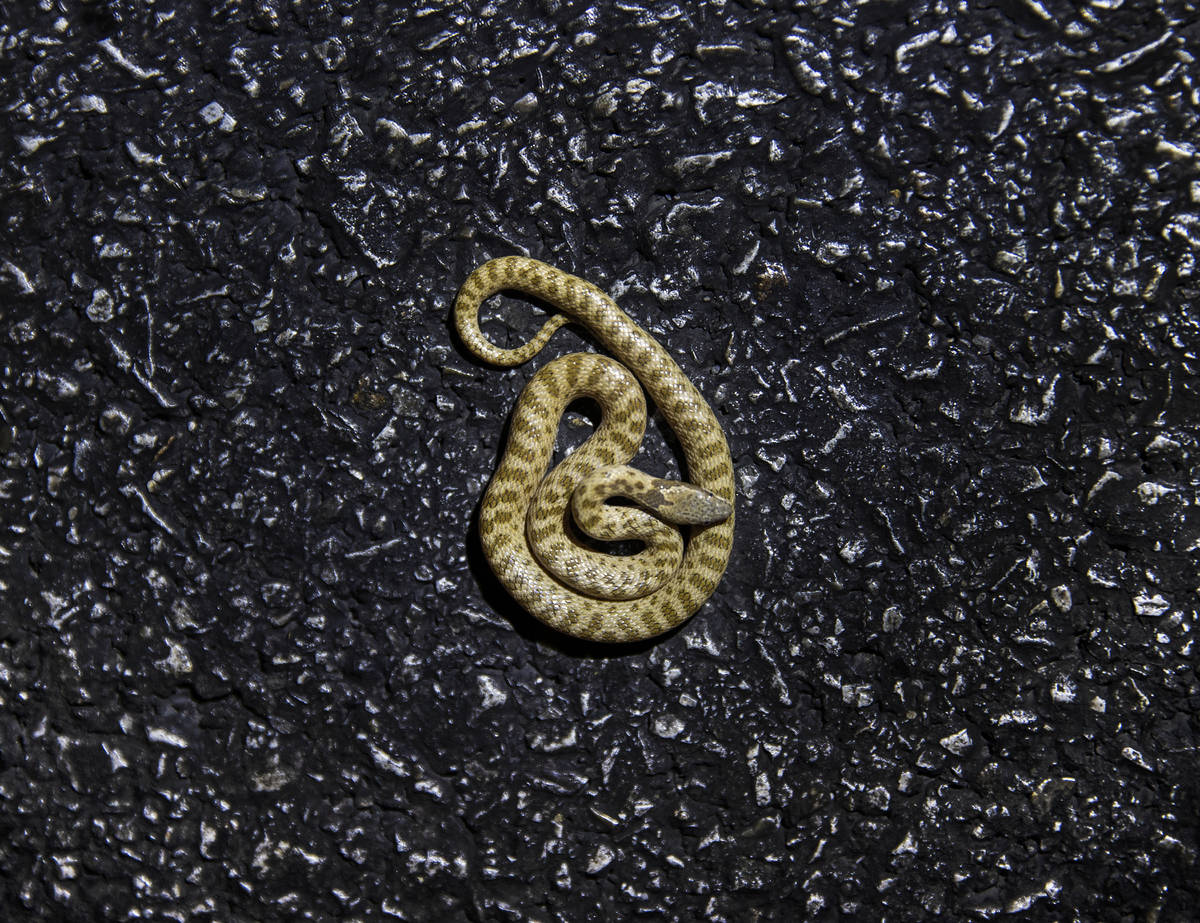 A night snake is collected and documented during a species survey at Red Rock Canyon National C ...