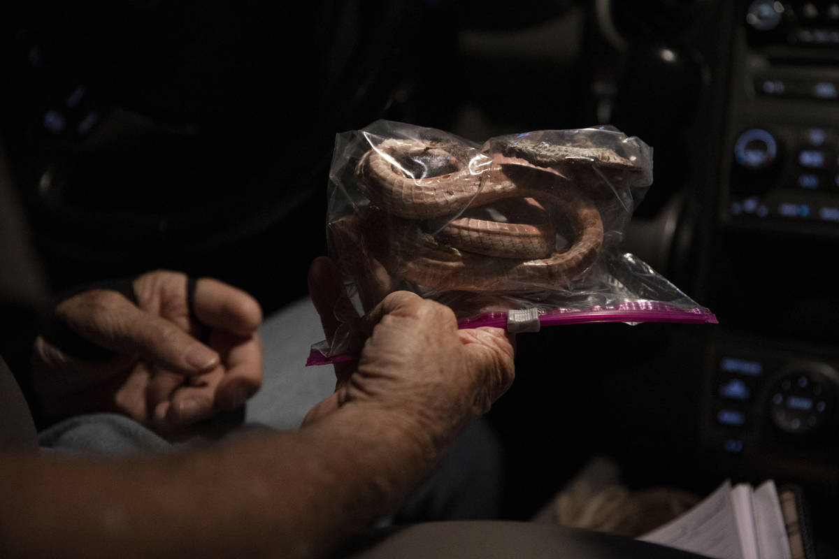 Bob McKeever bags a coach whip snake during a species survey at Red Rock Canyon National Conser ...