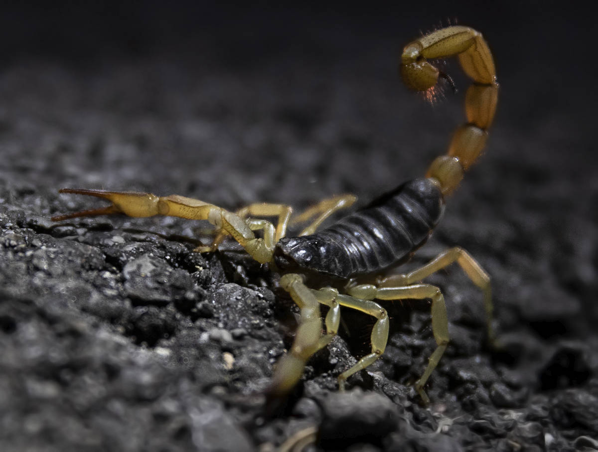 A scorpion is spotted during a species survey at Red Rock Canyon National Conservation Area on ...