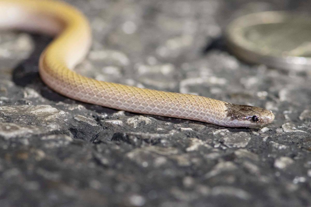 A Smith's Black-headed snake is collected and documented during a road cruising survey at Red R ...