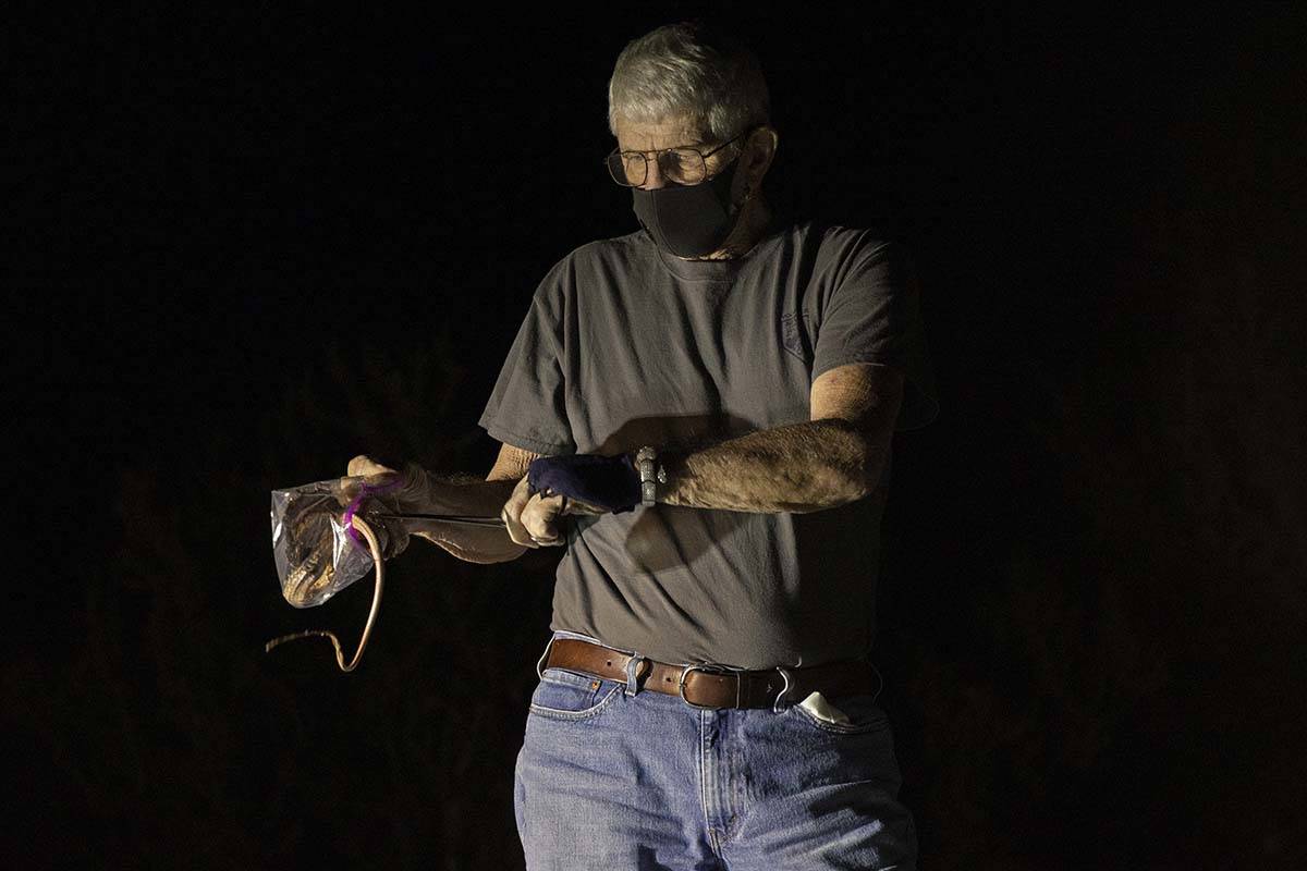 Bob McKeever collects a coach whip snake during a species survey at Red Rock Canyon National Co ...