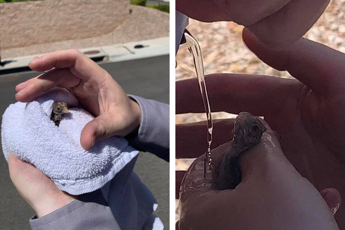 Firefighters help rescue quail chicks that were stuck in a storm drain Monday, July 20, 2020, i ...
