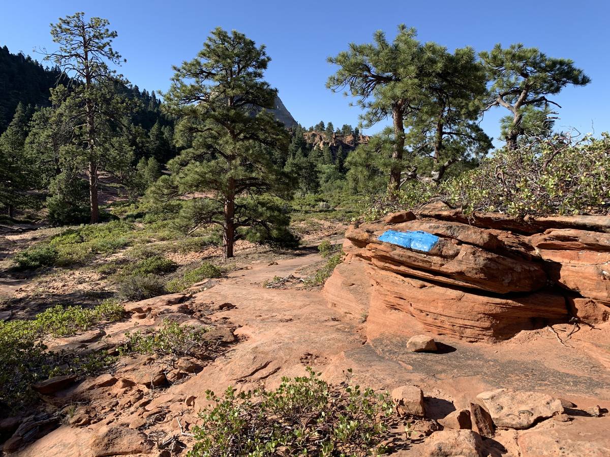 Six blue squares were painted on sandstone at Zion. (Zion National Park)