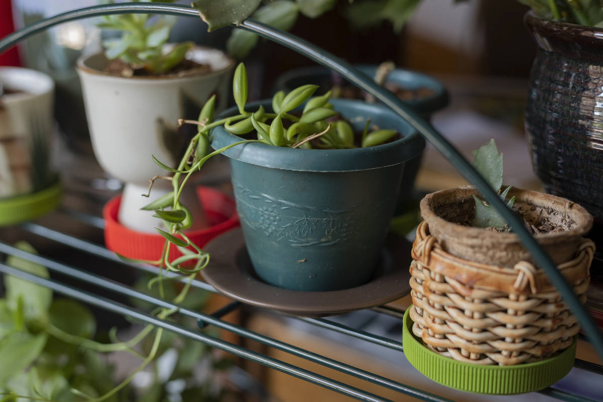 Sunset Garden Club president Nancy Bovill's potted plants are photographed in her home in Hende ...