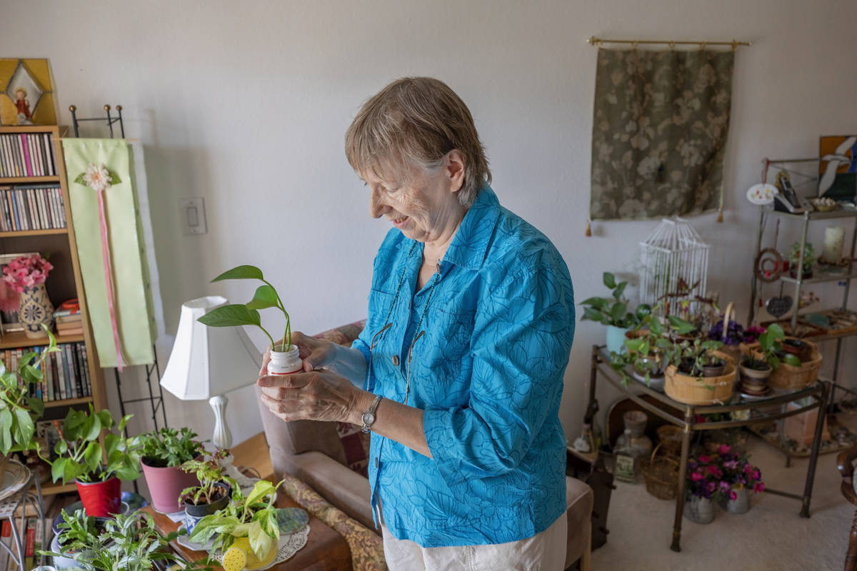 Sunset Garden Club president Nancy Bovill shows her planting system in her home in Henderson on ...