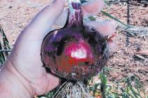 Federal health officials say an outbreak of salmonella infecting nearly 400 people in more than ...