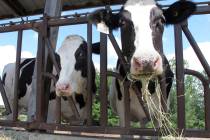 Cows on pasture at the University of Vermont dairy farm eat hay in a Thursday, July 23, 2020, f ...
