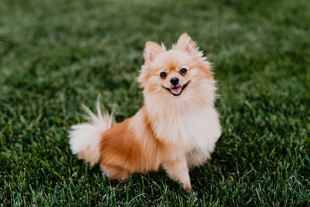 Downtown Summerlin dog calendar a shelter fundraiser Local Las Vegas