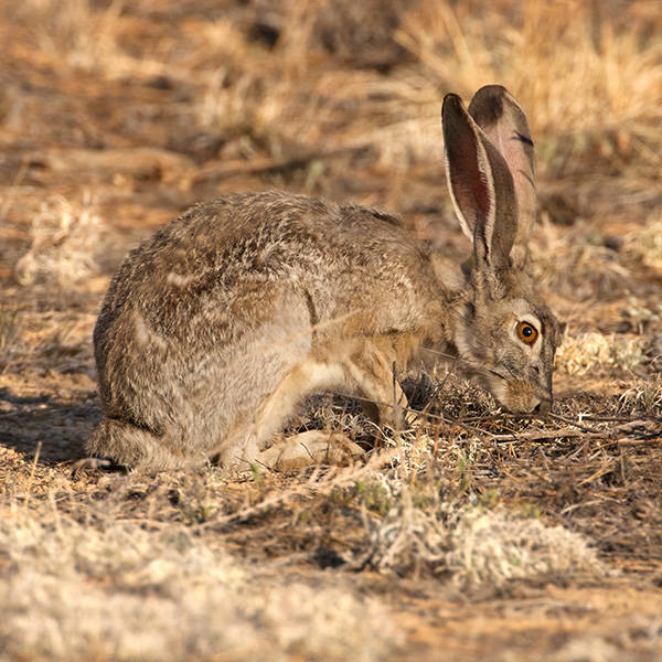 Black-tailed Jackrabbit (NDOW)