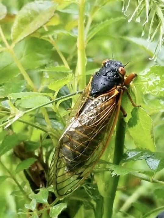 Cicadas are not a major pet, but have developed a bizarre lifestyle, according to WVU researche ...
