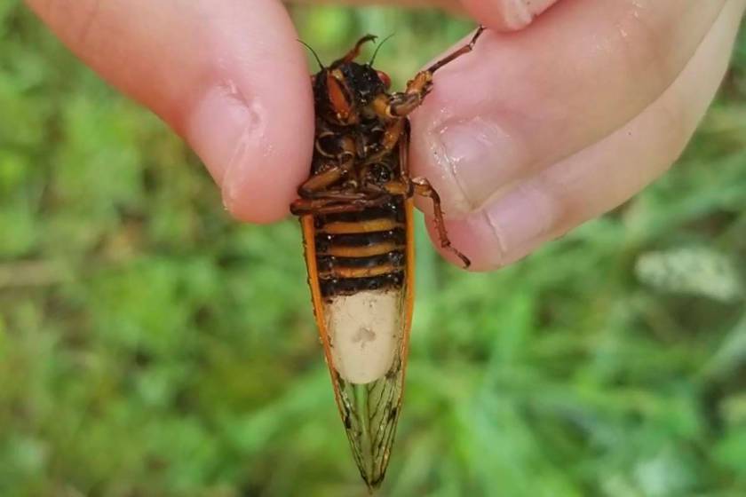 Zombie cicadas have not been seen in Nevada, so far Las Vegas Review