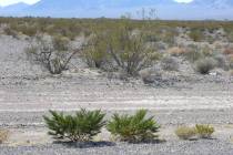 These creosote bushes were cut back by the Department of Transportation. Because they were cut ...