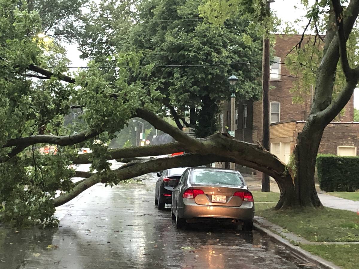 Part of a tree that had split at the trunk lies on a road in Oak Park, Ill., while also appeari ...