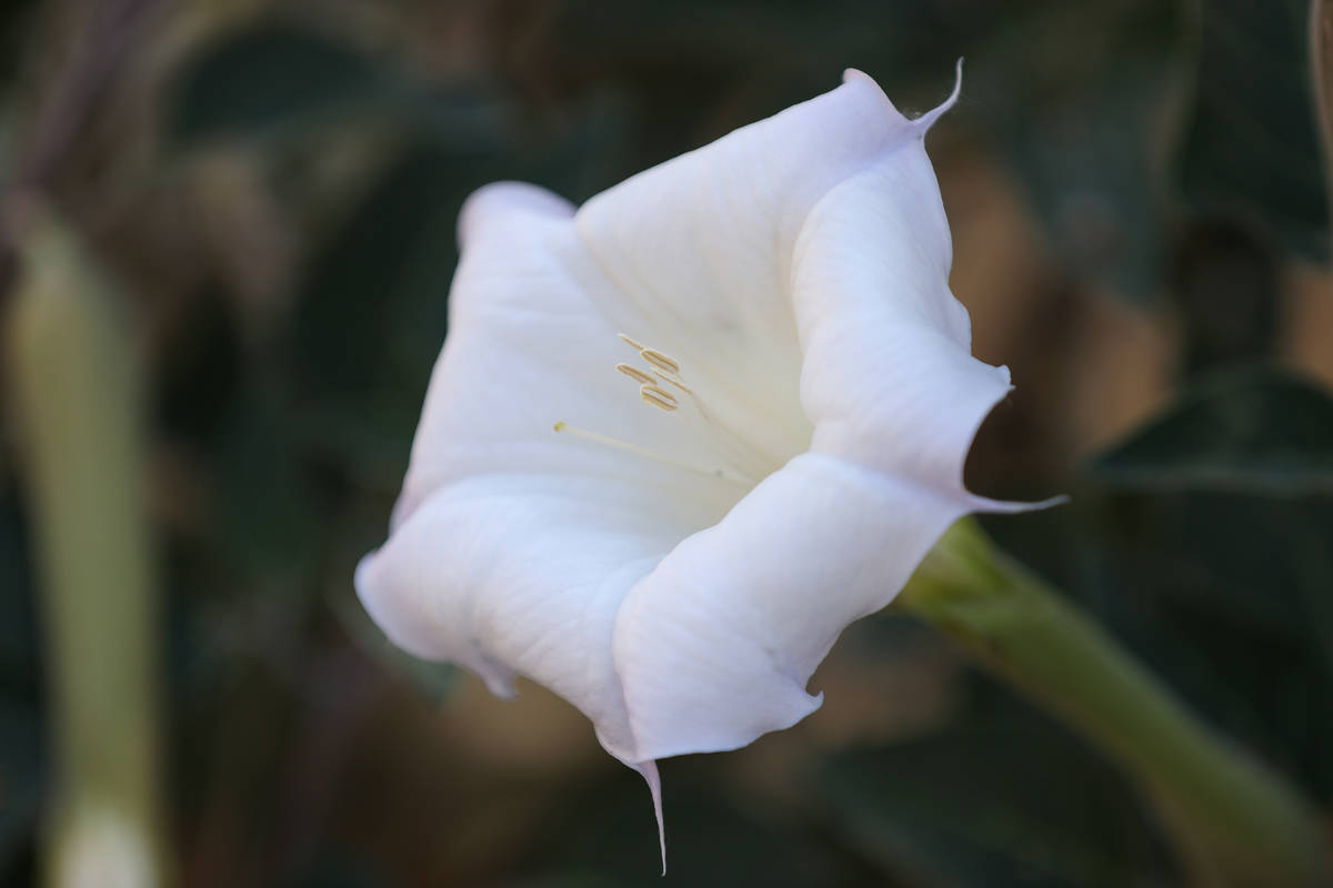 A flower at the Desert National Wildlife Refuge in Las Vegas, Wednesday, Aug. 12, 2020. (Erik V ...