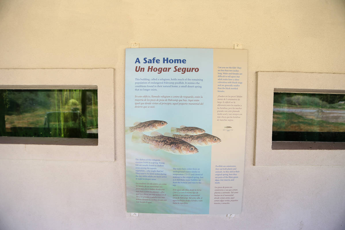 A refugium for Pahrump poolfish at the Desert National Wildlife Refuge in Las Vegas, Friday, Au ...