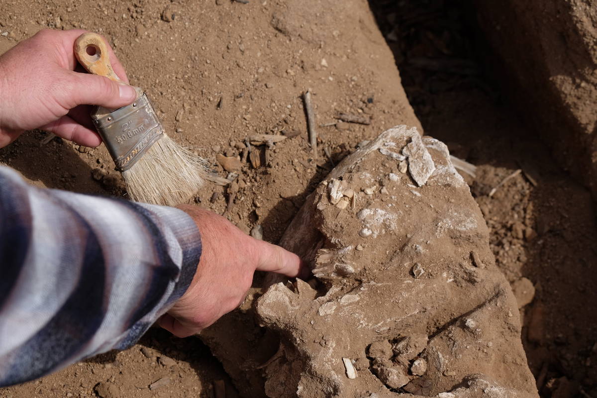 Tom Gordon points out features, including teeth, of a fossil that is still being excavated, whi ...