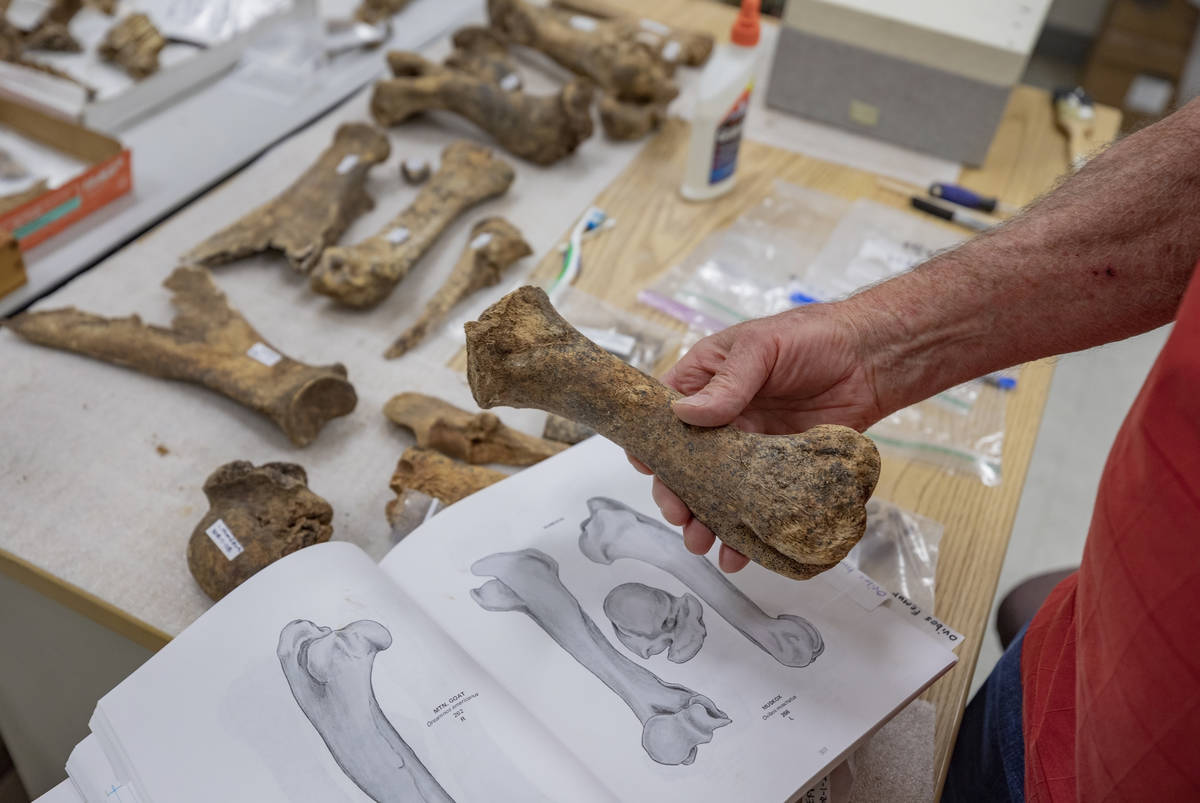 Steve Rowland, paleontologist and professor of geology at UNLV, compares a humerus fossil recen ...