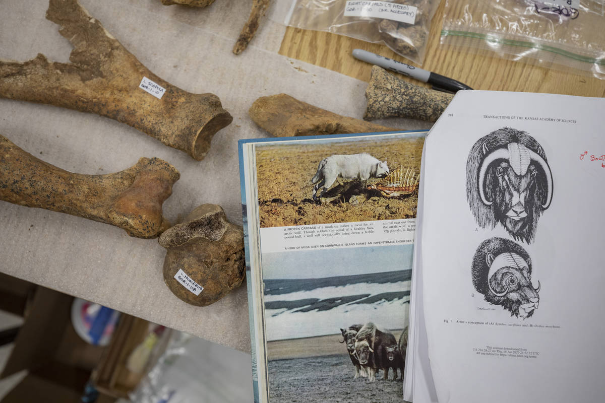 Ice Age Fossils recently extracted from Carson City are seen next to reference material that su ...