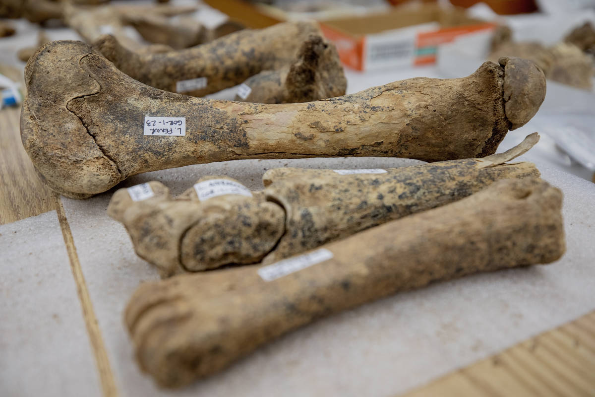 Ice Age fossils recently extracted from Carson City, are seen at the Las Vegas Natural History ...