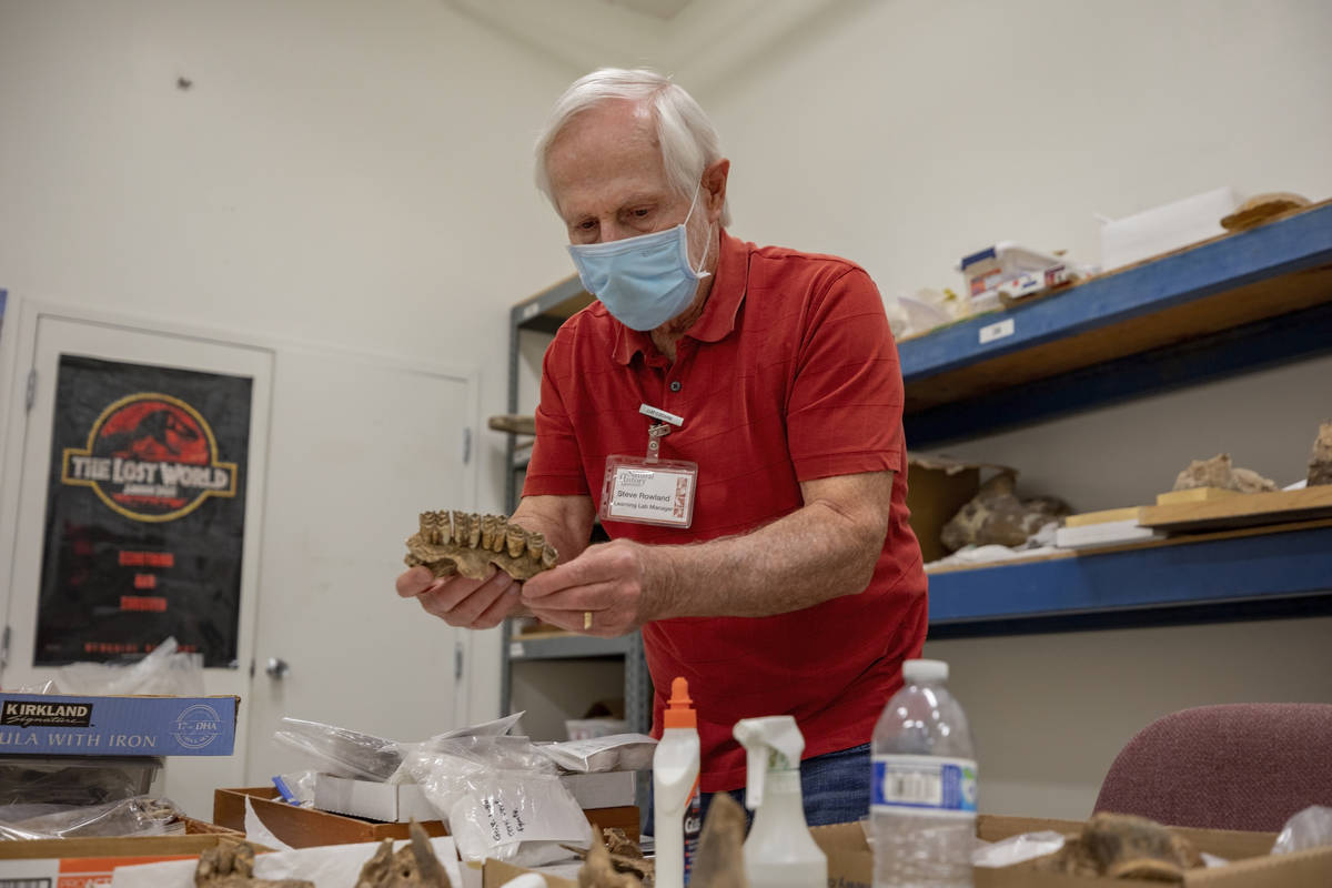 Steve Rowland, paleontologist and professor of geology at UNLV, holds Ice Age fossilized teeth ...