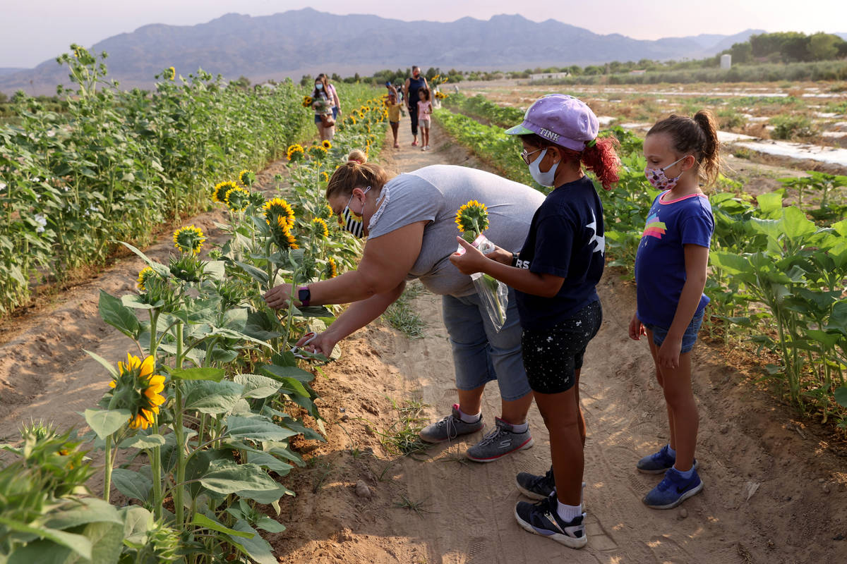 Elana Pelser, from left, her daughter Brianna, 8, and Jayden Danchise, 6, pick sunflowers at Gi ...