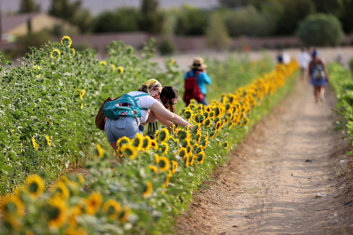 Megan Weyandt, left, and Nicole Leikam of Las Vegas pick sunflowers at Gilcrease Orchard in Las ...