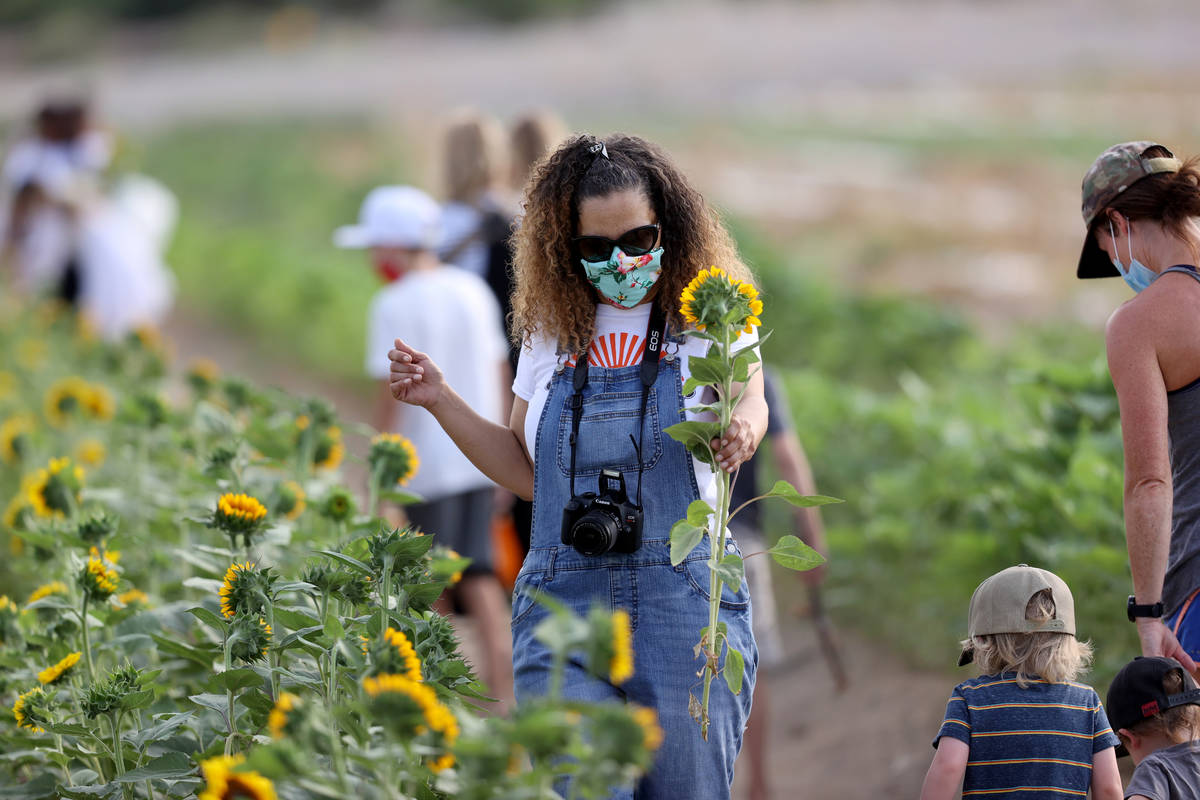 Ava Jacobs of Las Vegas picks sunflowers at Gilcrease Orchard in Las Vegas Thursday, Aug. 13, 2 ...