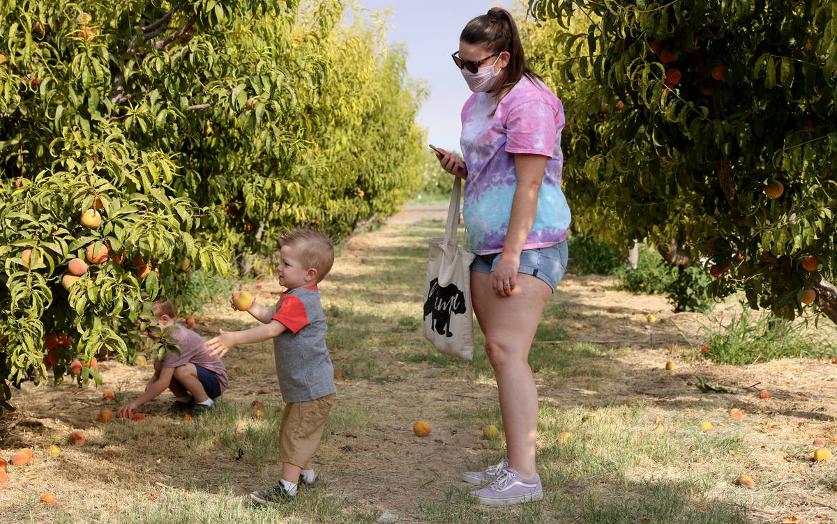 Holly Denson picks peaches with her sons Axl, 4, and Maximus, 2, at Gilcrease Orchard in Las Ve ...