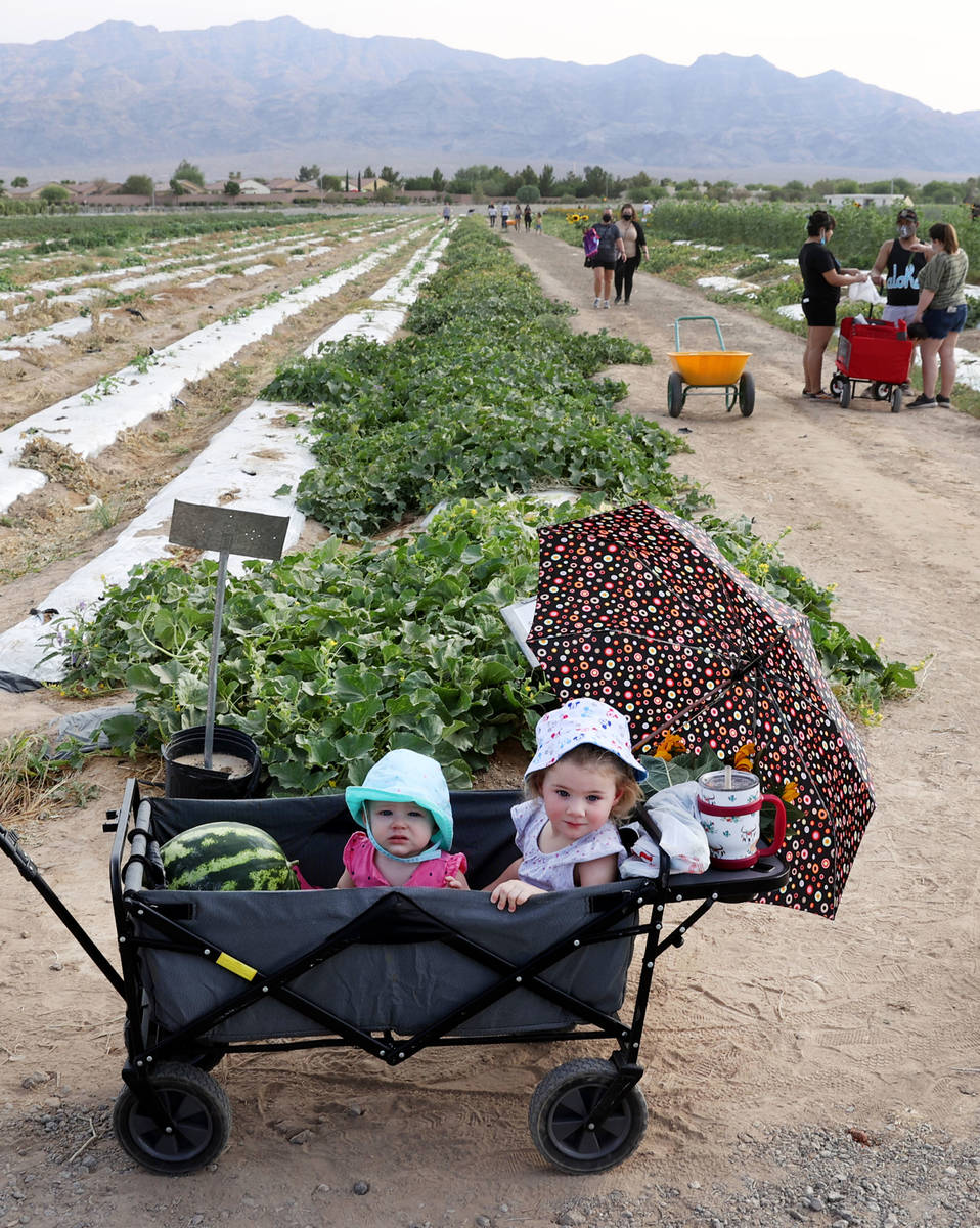 Jenn Abreau with her daughters Millie, 9 months, and Stella, 2, at Gilcrease Orchard in Las Veg ...
