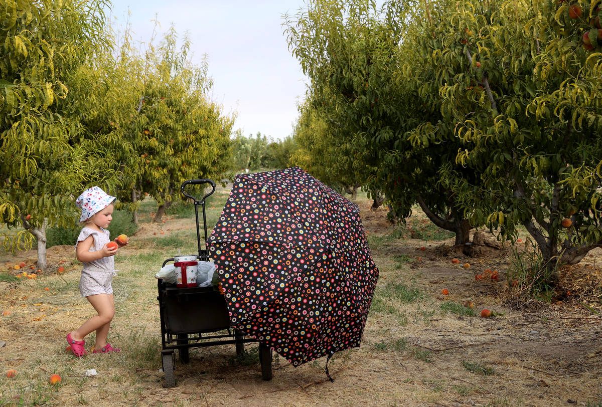 Stella Abreau, 2, picks peaches at Gilcrease Orchard in Las Vegas Thursday, Aug. 13, 2020. The ...