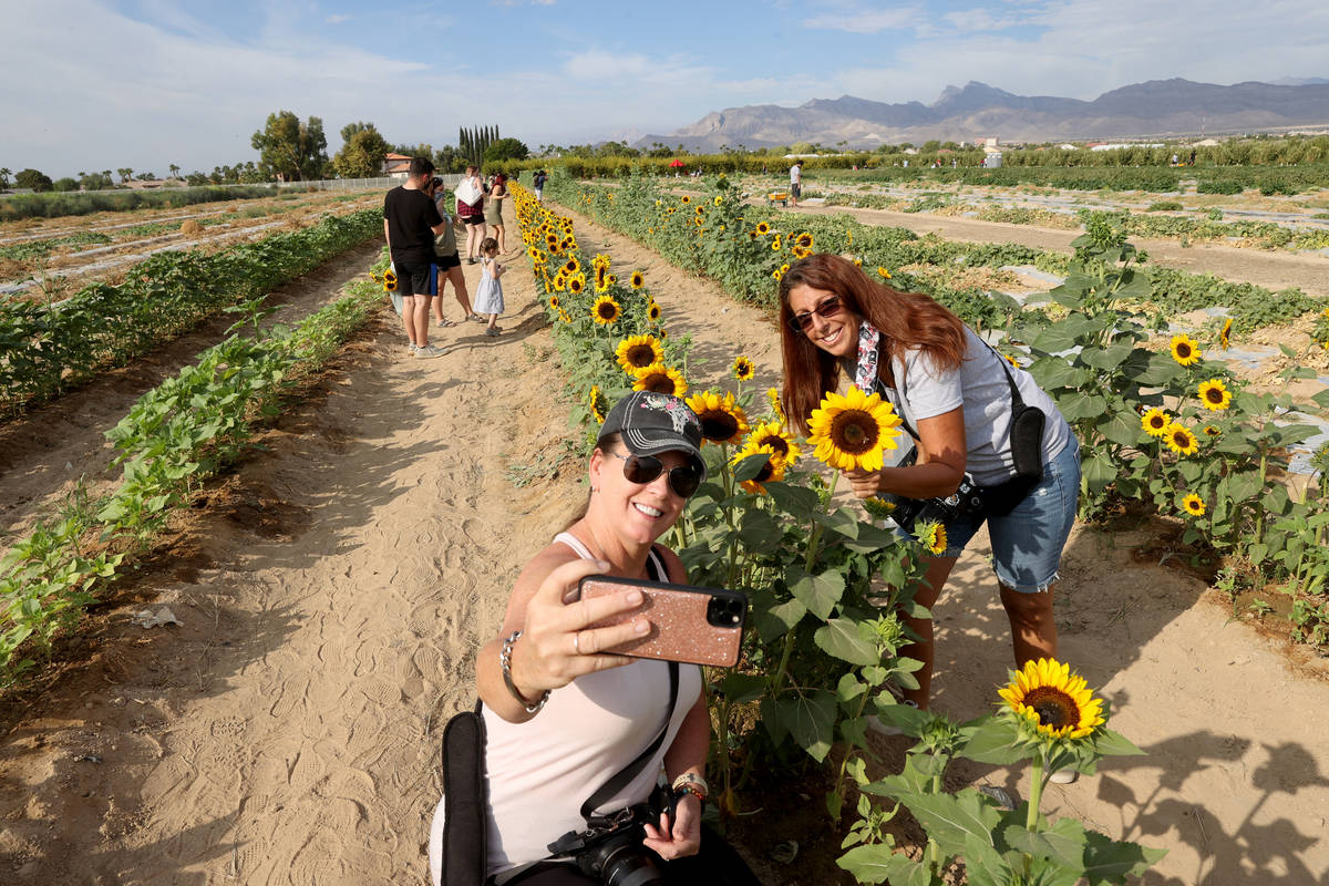 Andrea Rundell, left, and Dee Vanbilliard, both of Las Vegas, take a selfie with sunflowers at ...