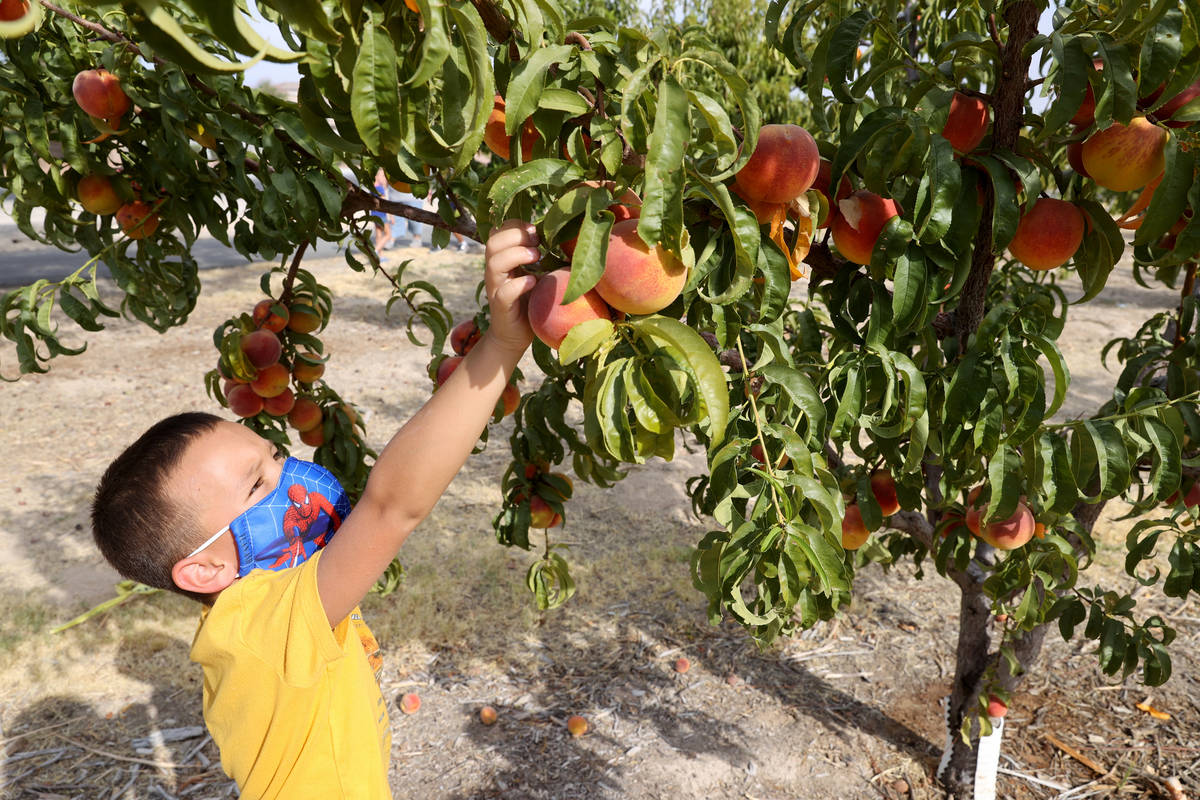 Jayden Danchise, 6, of Las Vegas, picks peaches at Gilcrease Orchard in Las Vegas Thursday, Aug ...