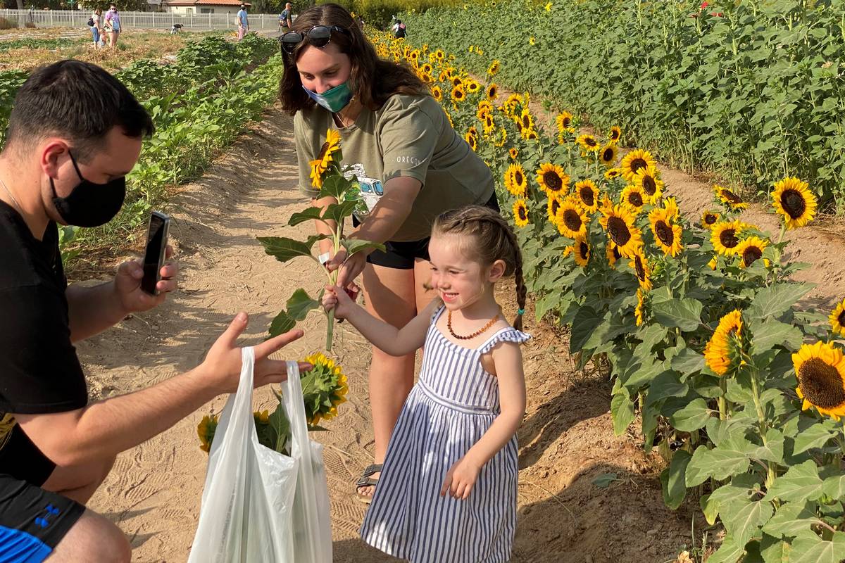 Two-year-old Ellie Froehlich of North Las Vegas loads sunflowers for her mother with the help o ...
