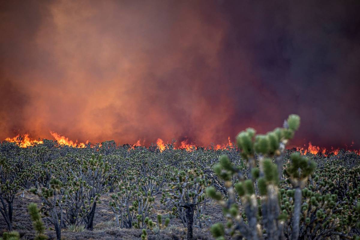 Mojave National Preserve Wildfire burns at least 5K acres Las Vegas