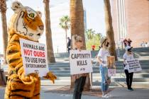 Activists protest animal exhibitor Jeff Lowe, best known for his role in the Netflix documentar ...