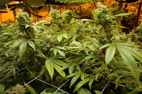 This Monday, May 20, 2019 photo shows mature marijuana plants beginning to bloom under artifici ...