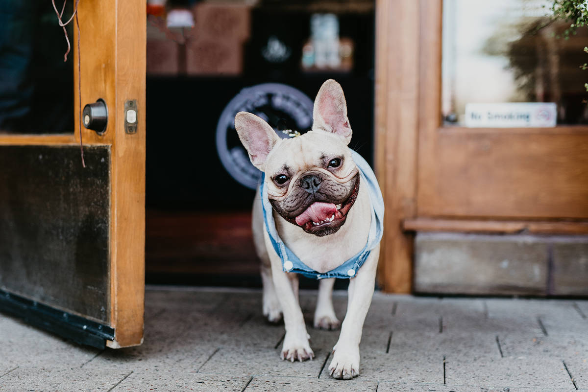 The Dog 2021 Movie Rating - The movie Releases March 2021: The Monster