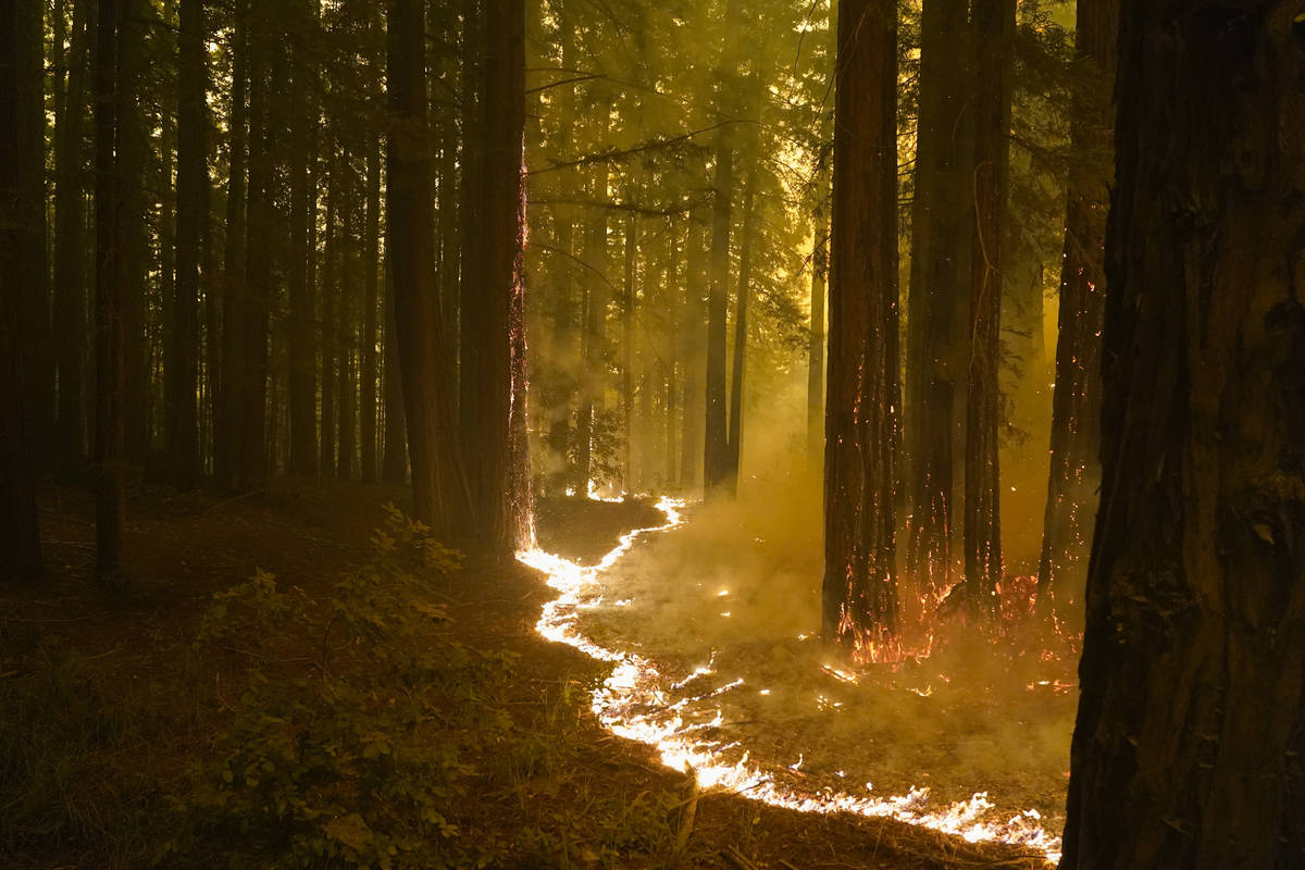A forest burns as the CZU August Lightning Complex Fire advances, Thursday, Aug. 20, 2020, in B ...