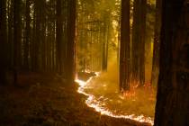 A forest burns as the CZU August Lightning Complex Fire advances, Thursday, Aug. 20, 2020, in B ...